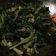 Cooksnap dari Fankukistic (sari) untuk resep Tumis Daun pepaya Daun singkong, no pahit, no msg