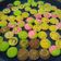 Cooksnap dari Chory Lili febrianti untuk resep Bolu kukus karakter unyu2
