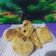 Cooksnap dari Erni Tri untuk resep Kue Kering Palmier / Genji (Puff Pastry)