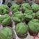 Cooksnap dari dewi rosdiana untuk resep Bolu pandan kukus mekar