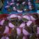 Cooksnap dari siti yasiroh untuk resep Puding susu nutrijell