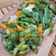 Cooksnap dari Rainbow Kitchen untuk resep Tumis Genjer (tips biar tetep ijo dan g pait)