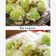 Cooksnap dari Aleb Bela untuk resep Klepon
