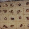 El cooksnap de Stella Lanza cuando hizo Harise (postre árabe de sémola blanca).