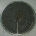 Fayizah's cooksnap of when they made சாக்லேட் கேக் (Chocolate cake base recipe in tamil).