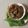 Rekha Vora's cooksnap of when they made પાલકના શક્કરપારા.