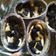 Cooksnap dari Arnaldies Yahara untuk resep Banana Oreo Bread Puding Kukus