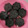 Cooksnap dari Dian Kartika! untuk resep Bolu ketan hitam kukus lembuuut anti gagal