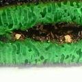 Cooksnap dari Arista untuk resep Martabak Manis Pandan Teflon