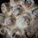 Cooksnap dari Susanti Yasa untuk resep Cinamon Roll with Cheese