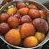 Falguni Shah's cooksnap of when they made ગુલાબ જાંબુ.