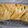 Shazi Mudabbir's cooksnap of when they made Chicken  Bread recipe.