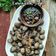 Cooksnap Nur Nadiah semasa beliau membuat Kerang Rebus Serai.