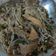 Cooksnap dari Yuli Sufia Rifqii untuk resep Lontong mie Suroboyo