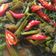 Cooksnap dari Agustin untuk resep Tumis Kangkung with Terasi