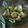 Cooksnap dari yay untuk resep Buncis Goreng Asin Tahu Crispy