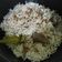 Cooksnap Maizatul Akma semasa beliau membuat Nasi daging.