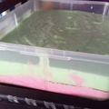 Cooksnap dari Nurul Qomariyah untuk resep Puding Busa Putih Telur