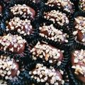 Cooksnap Julia ALeen Aireish semasa beliau membuat Biskut almond D london.