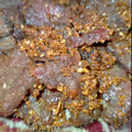 Cooksnap dari Ira Atika Putri untuk resep Daging goreng bumbu ketumbar