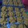 Cooksnap dari Maisya Cake untuk resep Kue mangkok gula jawa