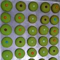 Cooksnap dari Shafaa Andhika Rahman untuk resep Kue kering janda genit