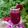 Beena Radia's cooksnap of when they made સ્ટ્રોબેરી અને ડ્રેગન ફ્રુટ જ્યુસ (Strawberry Dragon fruit juice Recipe In Gujarati).