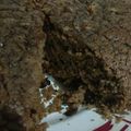 El cooksnap de Elda Lagartera Borquez cuando hizo Brownies súper fáciles y ricos!!!🙊👌.