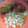 El cooksnap de Juanjo Montero cuando hizo Pechuga de pollo troceada al Brandy.