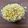 Jasmin Motta _ #BeingMotta's cooksnap of when they made வெள்ளை சோளம் பாப்கார்ன் (jowar popcorn recipe in Tamil).