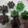 Cooksnap dari CHOCHO ZUZU untuk resep Bolu Kukus Ketan Hitam Pandan