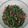 Cooksnap dari Dewi Komala Sari untuk resep Lawar Bali Simpel (Kacang Panjang Sambal Sere Mbe)