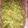 Nkechi M's cooksnap of when they made Afang Soup.