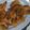 Cooksnap dari NIA untuk resep Udang goreng