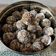 Disha Prashant Chavda's cooksnap of when they made ચોકલેટ બોલ્સ(Chocolate balls recipe in Gujarati).