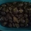 Cooksnap dari indri asandriani untuk resep Keong macan saos tiram(pedas)