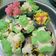 Cooksnap dari iimjune79_bundaLuvRRR untuk resep Bolu Kukus Semangga Mekar