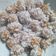 Cooksnap dari Tan Ai Cu untuk resep Klepon ubi