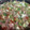 El cooksnap de Natalia Ramiro cuando hizo Calabacitas a la mexicana con queso.
