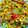 Resham Kaur का कुकस्नैप जब उन्होंने स्वीट कॉर्न सालसा (सलाद) (Sweet corn salsa (salad) recipe in hindi) बनाया था।