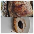 Cooksnap Dzudi 33 z czasów, kiedy przygotował Schab ze śliwką.