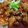 Cooksnap dari Indira Sugito untuk resep Korean Sweet Spicy Chicken Popcorn
