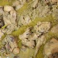 Cooksnap dari Dapur Ima untuk resep Nasu likku toriolo (ayam masak lengkuas khas bugis)
