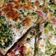 Zsuzska.ny Cooksnap-ja, amikor elkészítette a(z) Quiche zöldségekkel -brokkoli, gomba, zöldborsó receptet.