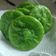 Cooksnap dari siti maria untuk resep Kue Cucur Pandan