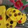 Cooksnap dari Agilz Apriani untuk resep Corn Steam Cake