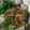 Cooksnap dari lisalissie untuk resep Ayam semur topping mie ayam