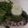 Dr. Pushpa Dixit's cooksnap of when they made Cucumber Mint Cooler.