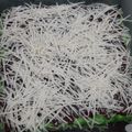 Cooksnap dari Tathy Ahmad untuk resep Brownies Kukus Pandan Ny.Liem