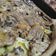 El cooksnap de Ricardo Esparza cuando hizo Chuletas de cordero con patatas al horno.